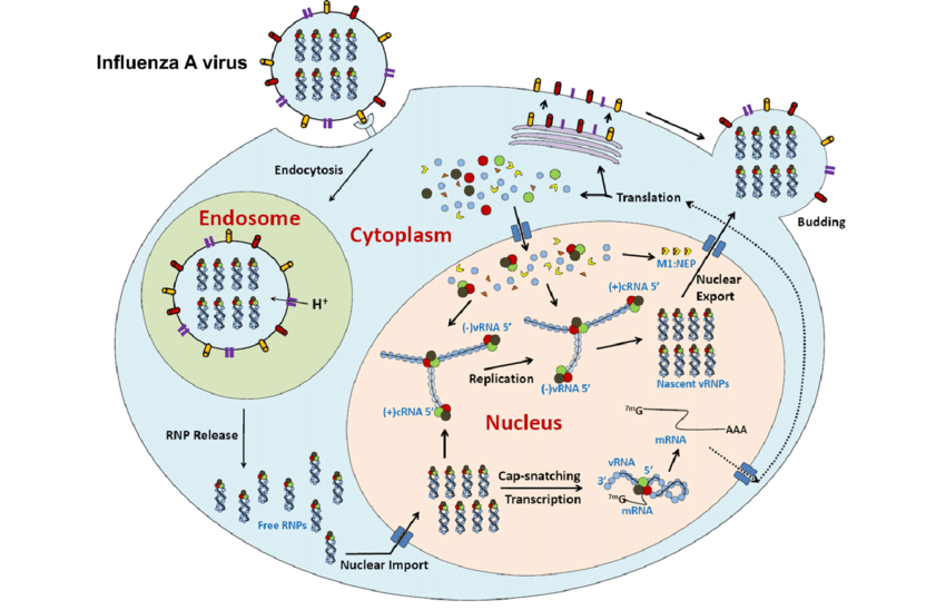 La Quercetina un alleato indispensabile per combattere le forme influenzali stagionali.